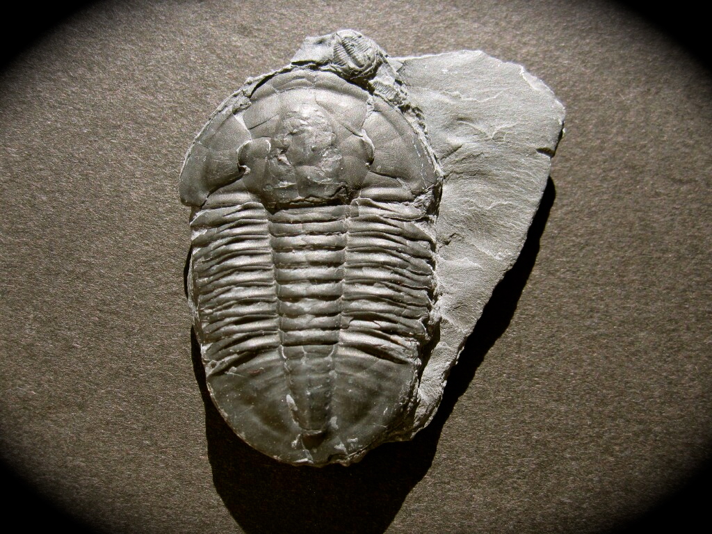 Asaphiscus Trilobite from Utah