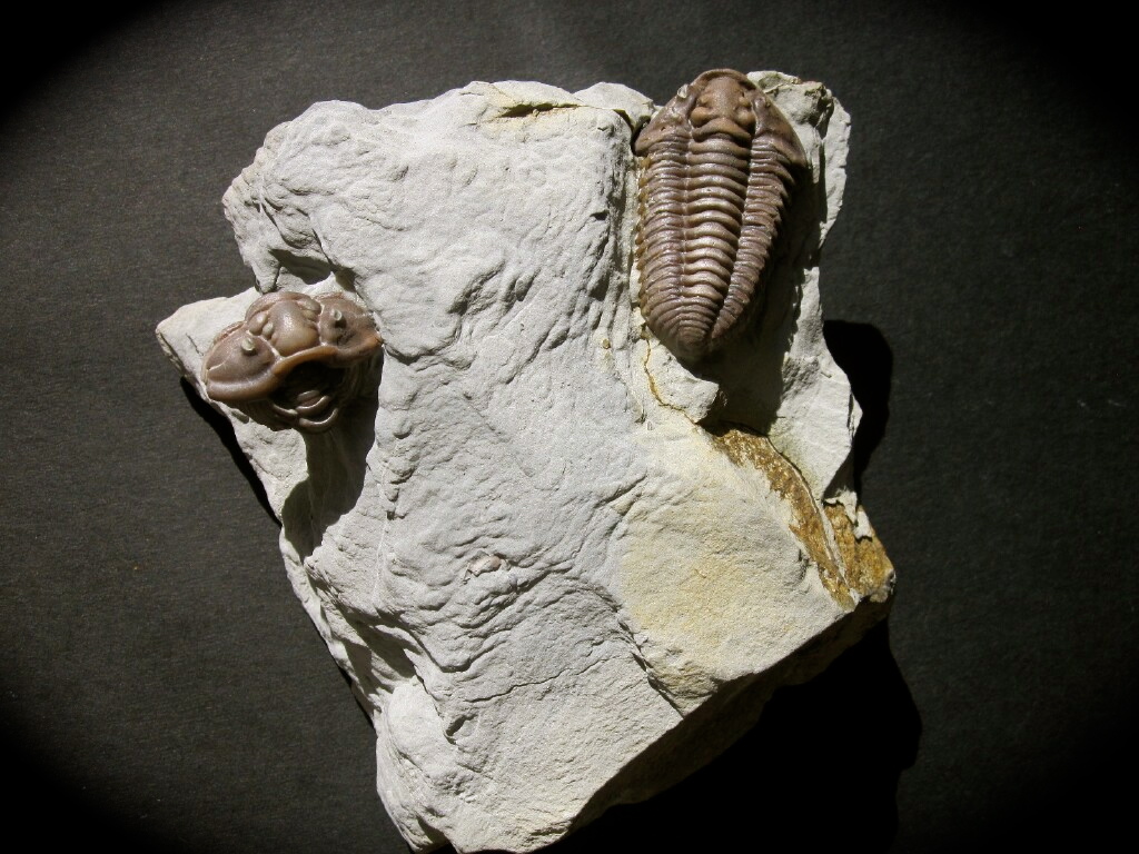 Primo Flexicalymene Trilobite with Brachipod from Mt. Orab