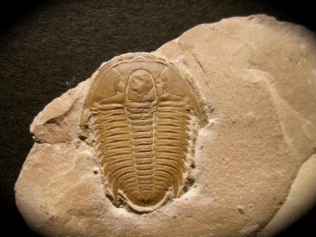 Modocia typicalis Trilobite from Utah