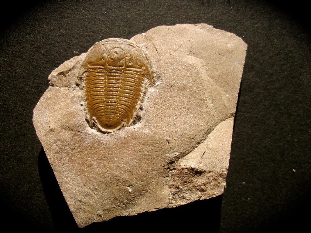 Modocia typicalis Trilobite from Utah