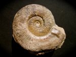Pseudogrammoceras fallaciosum Ammonite from France