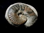 Australian Ammonite Sanmartinoceras olene