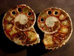 Colorful Polished Ammonite from Madagascar