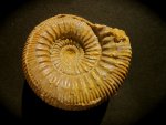 Stephanoceras French Jurassic Ammonite