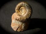 Enthroned Parkinsonia German Ammonite