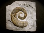 Hetromorph Ammonite Crioceras from France