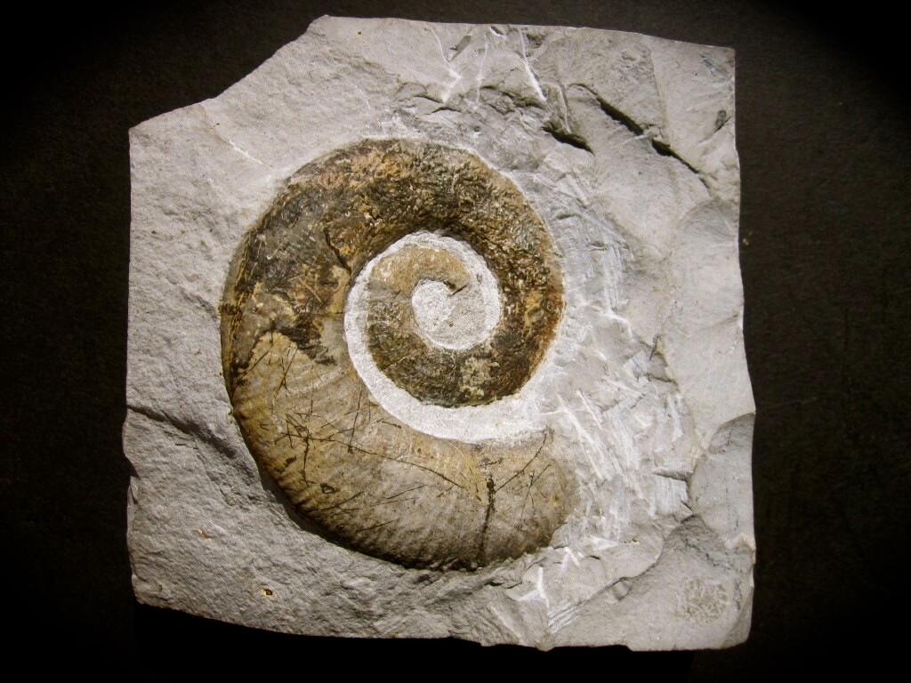 Hetromorph Crioceras Ammonite from France