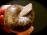 Unusual German Ammonite Valanginites nucleus