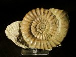Large Asteroceras Ammonite From the Black Ven Marls