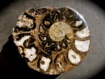 Obscure Physodoceras wolfi Cut and Polished Ammonite from Kenya