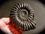 Peruvian Black Beauty Prolylleceras Ammonite