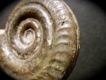 UK Ammonite Hildoceras cf bifrons