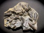 Acrocoelites Jurassic Belemnites from Germany