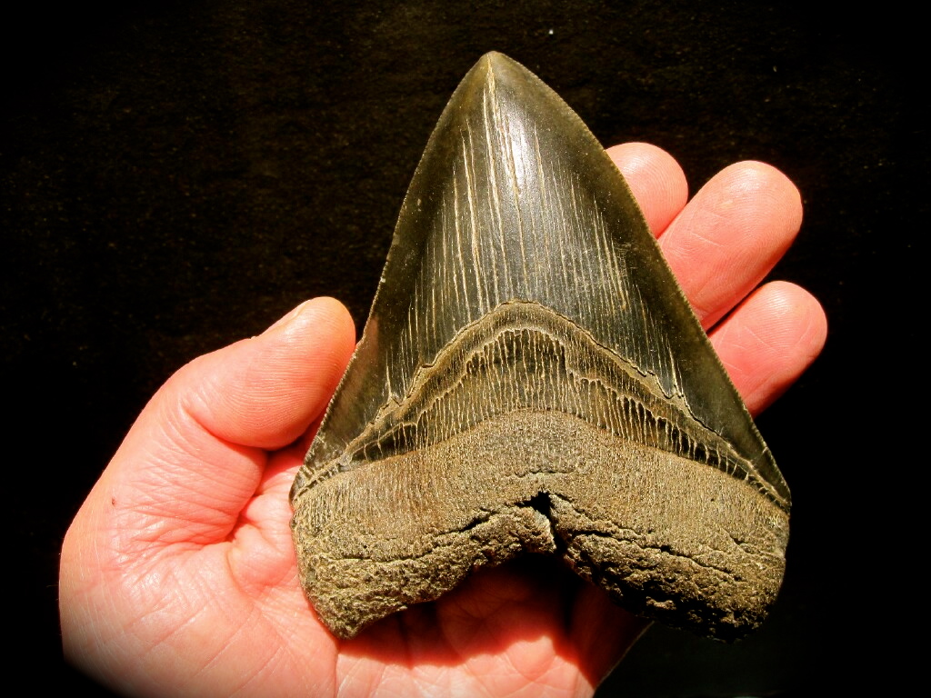 Black Megalodon Shark Tooth Fossil