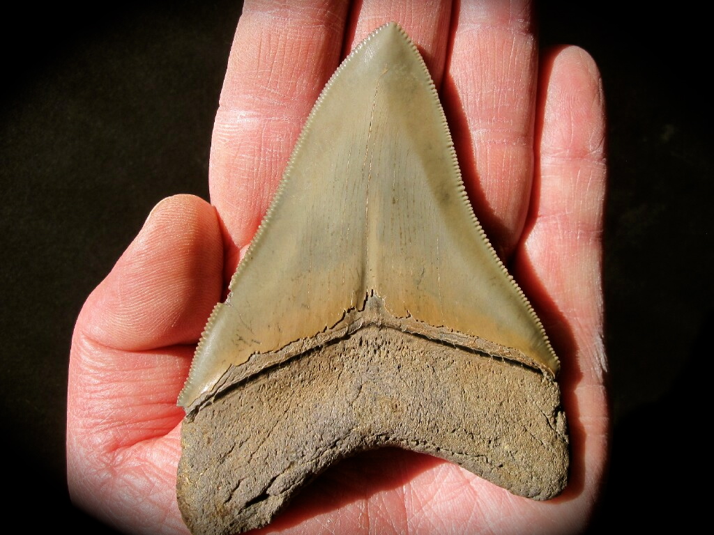 Premium Mid-Sized Carcharocles megladon Shark Tooth