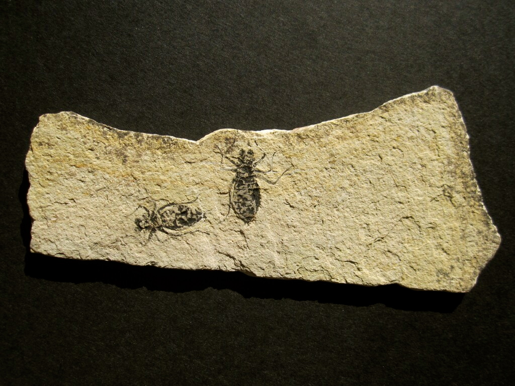 Dragonfly larvae Fossils from the Miocene of Italy