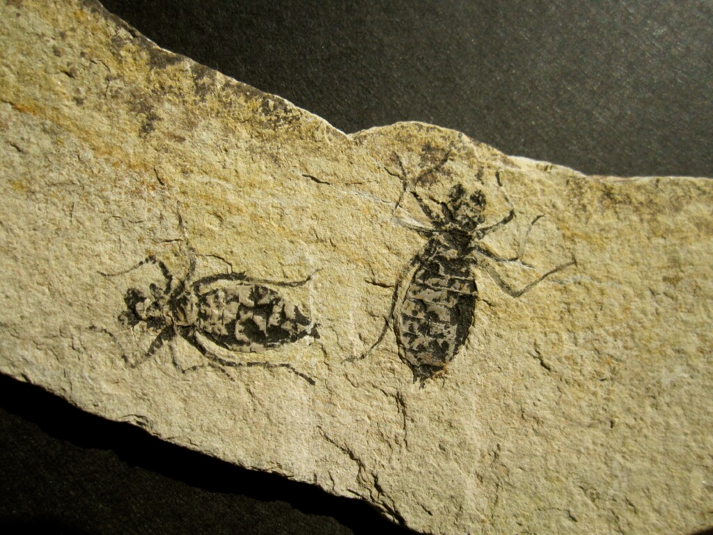 Dragonfly larvae Fossils from the Miocene 