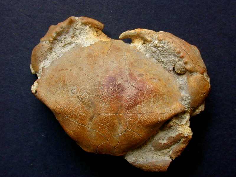 Oregon Crab Orbitoplax in Concretion