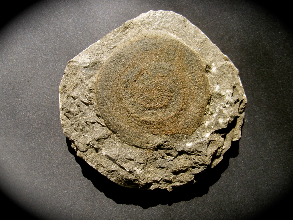 Eldonia Fossil