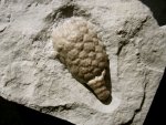 Holocystites Silurian Cystoid Fossil