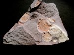 Ediacaran Porpita porpita Fossils from Australia