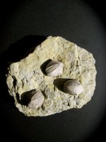 Pentremites Blastoid Echinoderm Fossils