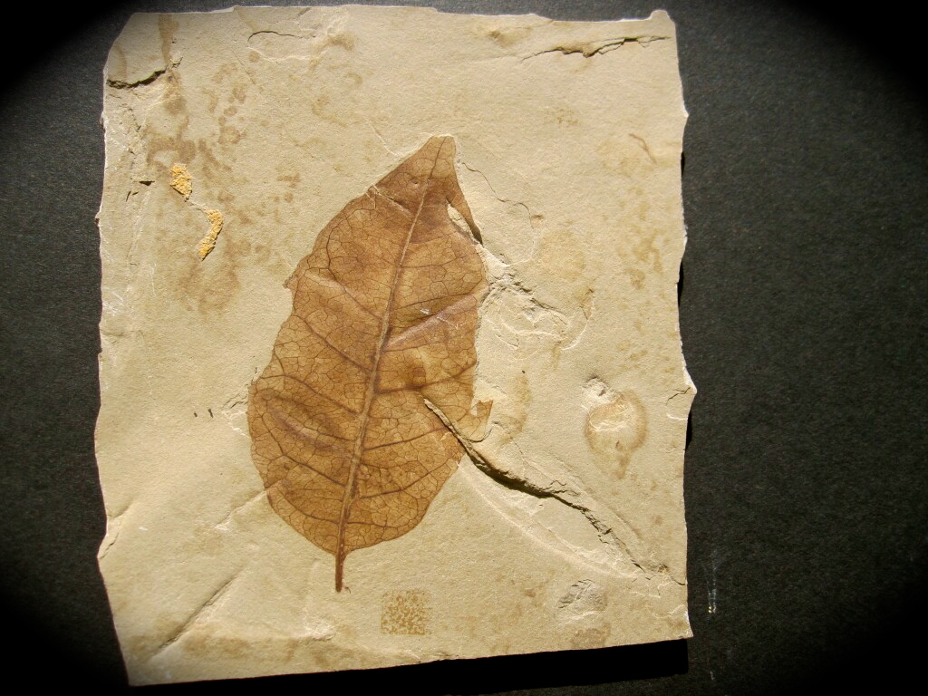 Fossil Allophylus flexifolia Leaf