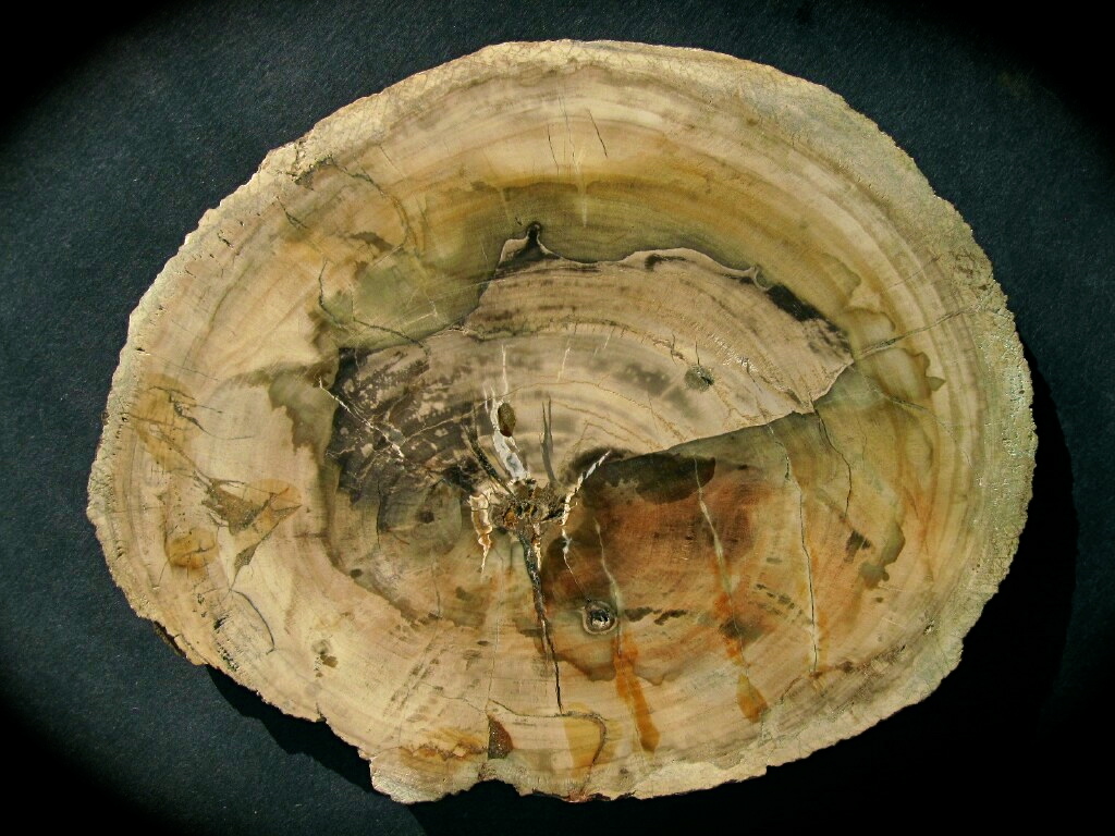 Polished Madagascar Petrified Display Wood Section