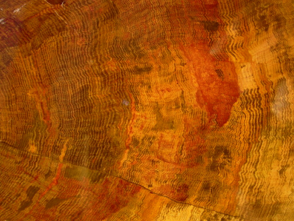 Gorgeous 'Chinchilla Red' Petrified Wood Round from Australia