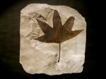 Excellent Large Five Lobed Sycamore Leaf from Utah