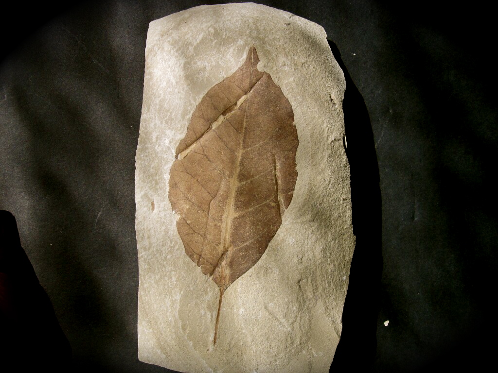 Excellent Three Lobed Sycamore Leaf from Utah