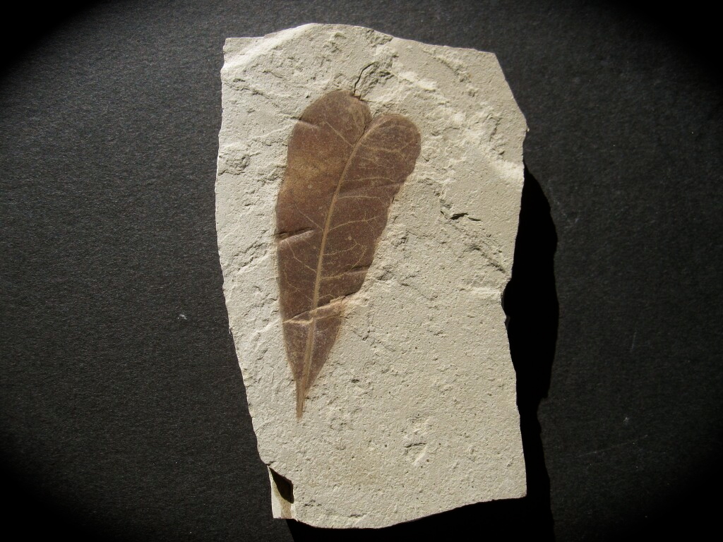 Legume Leaf Fossil from the Green River Formation