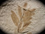 Mimosites coloradensis Plant Fossil