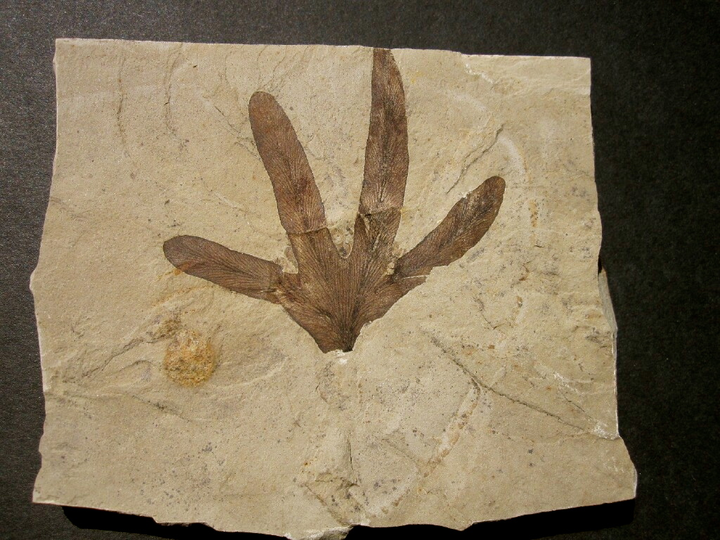 Lygodiumi Fossil