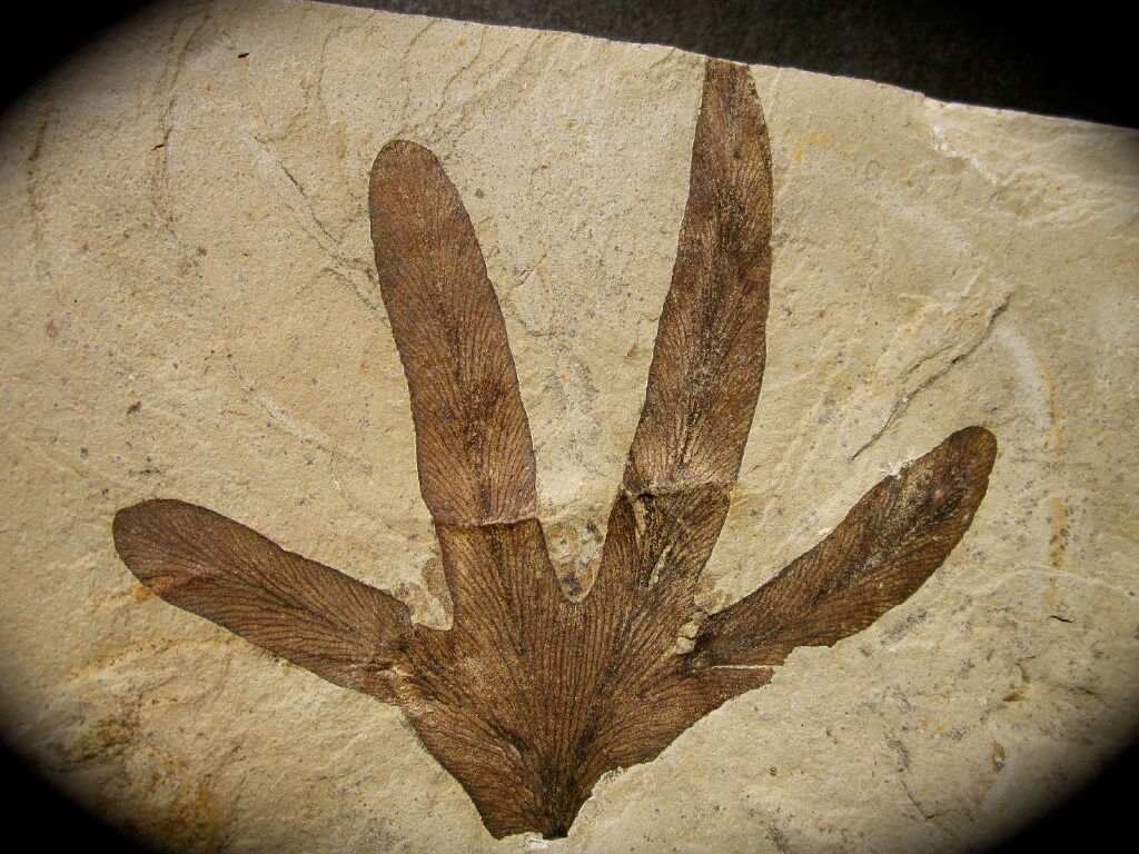 Lygodiumi Plant Fossil