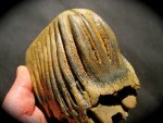 Mammoth Tooth from Germany