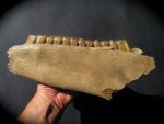 Stunning Ice Age Horse Jaw from Germany