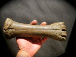 Ice Age Bison Fossil for Sale