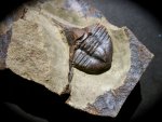 Lonchodomas drummuckensis Trilobite