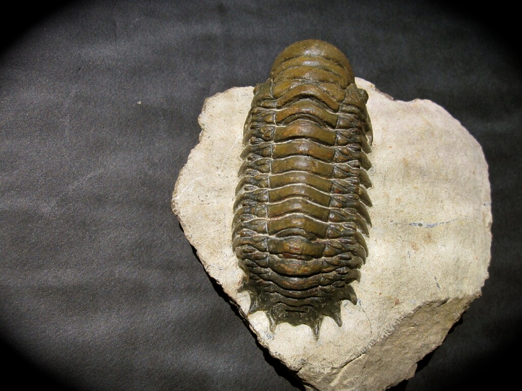 Crotalocephalus Moroccan Trilobite