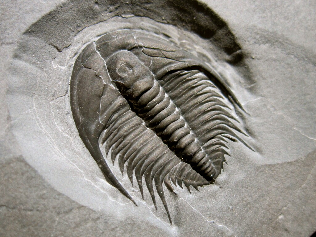 Orygmaspis contracta Trilobite