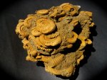 Dactylioceras Ammonites