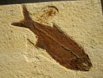 Hiodon falcatus Fish Fossil