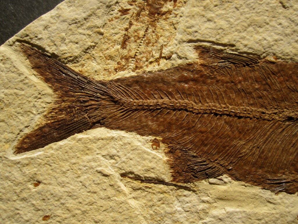 Hiodon Fossil