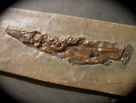 Atractosteus strausi Fish Fossil
