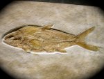 Caturus furcatus Fish Fossil