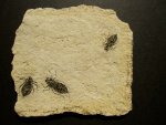 Libellula Dragonfly Larvae Fossils