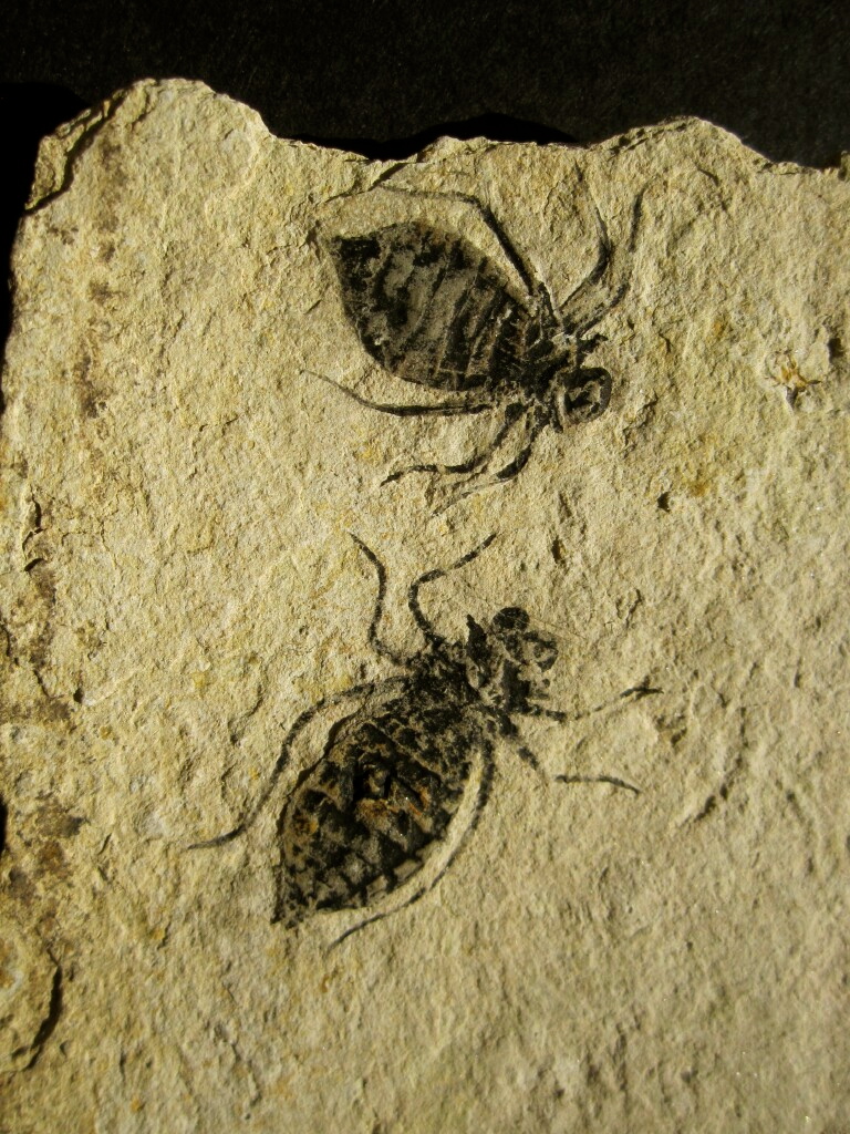 Dragonfly larvae Fossils