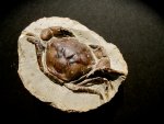 Orbitoplax stephonsoni Crab Fossil