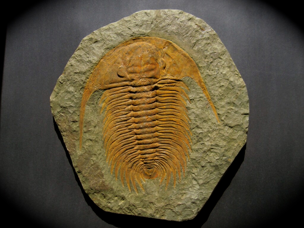 2.2 lbs Andalusiana Paradoxides Trilobite from Morocco FT24